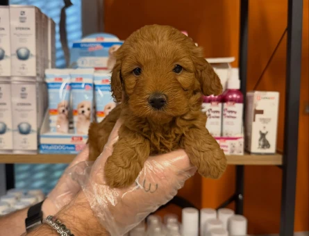 BABYFACE MALTİPOO YAVRULARIMIZ - 11461 - Görsel 3
