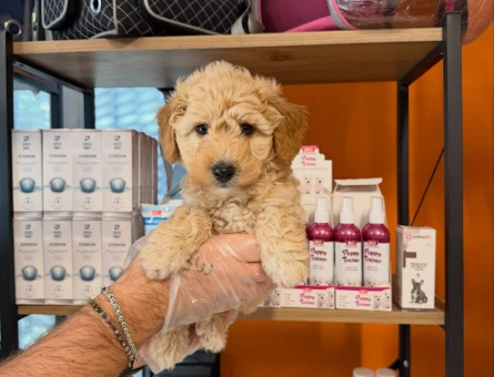 BABYFACE MALTİPOO YAVRULARIMIZ - 11461 - Görsel 4