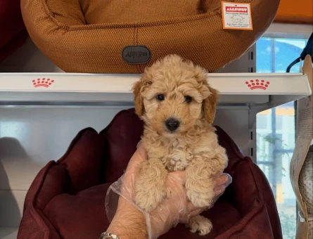 BABYFACE MALTİPOO YAVRULARIMIZ - 11461 - Görsel 5