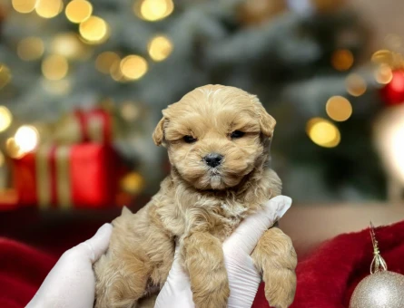 MALTIPOO BEBEK - 11475