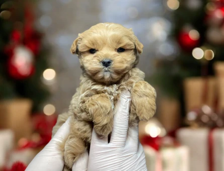 MALTIPOO BEBEK - 11475 - Görsel 3
