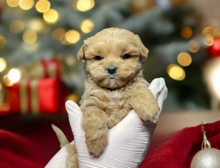 MALTIPOO BEBEK - 11475 - Görsel 4