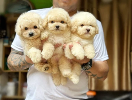KOREAN GÜLEN YÜZ MALTIPOO BEBEKLERİM - 11573