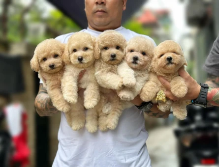 KOREAN GÜLEN YÜZ MALTIPOO BEBEKLERİM - 11573 - Görsel 3