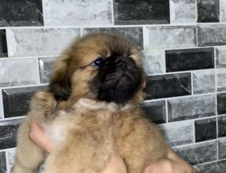 PEKİNESE - 11064