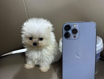Pomeranian boo teacup - 10882
