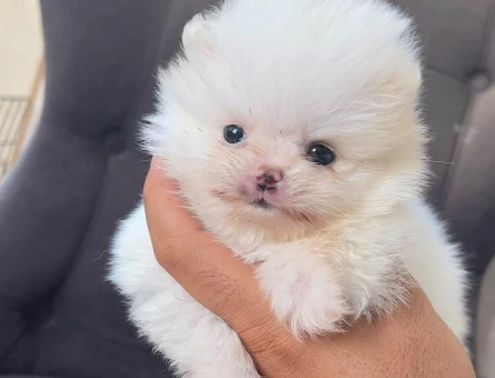 Pomeranian boo teacup - 10882 - Görsel 4