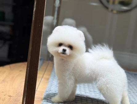 Pomeranian mini erkek yavrumuz - 10924 - Görsel 4