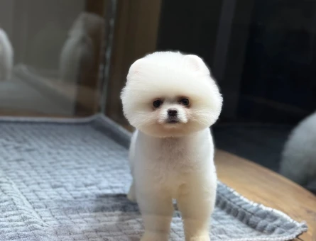 Pomeranian mini erkek yavrumuz - 10924 - Görsel 5