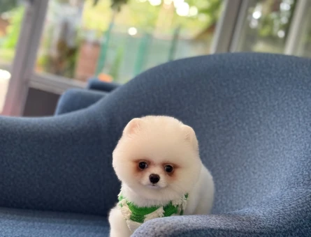 Pomeranian mini erkek yavrumuz - 10926 - Görsel 3