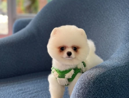 Pomeranian mini erkek yavrumuz - 10926 - Görsel 4
