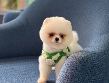 Pomeranian mini erkek yavrumuz - 10926 - Görsel 5