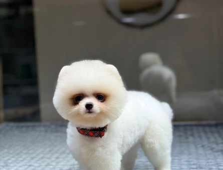Pomeranian mini erkek yavrumuz - 10927