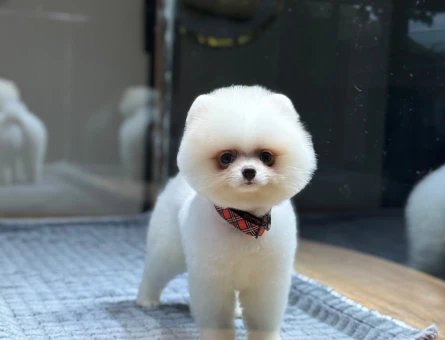 Pomeranian mini erkek yavrumuz - 10927 - Görsel 3