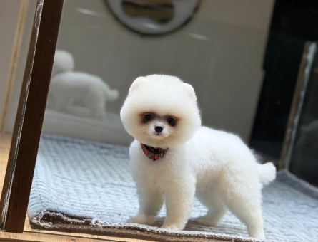Pomeranian mini erkek yavrumuz - 10927 - Görsel 4
