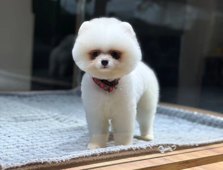 Pomeranian mini erkek yavrumuz - 10927 - Görsel 5
