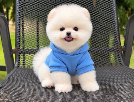 POMERANIAN ÜRETİM ÇİFTLİĞİNDEN - 10930 - Görsel 4