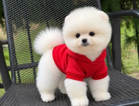 POMERANIAN ÜRETİM ÇİFTLİĞİNDEN - 10931