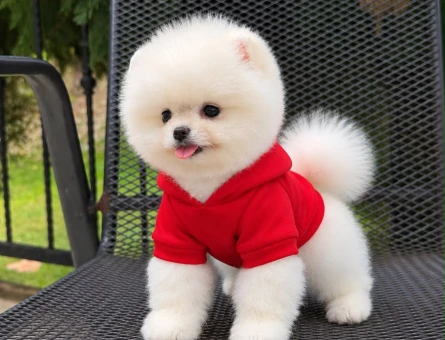 POMERANIAN ÜRETİM ÇİFTLİĞİNDEN - 10931 - Görsel 3