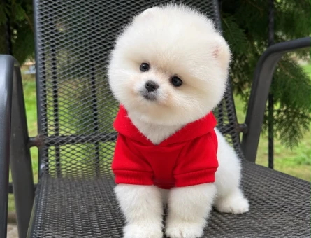 POMERANIAN ÜRETİM ÇİFTLİĞİNDEN - 10931 - Görsel 4