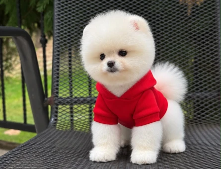 POMERANIAN ÜRETİM ÇİFTLİĞİNDEN - 10931 - Görsel 5