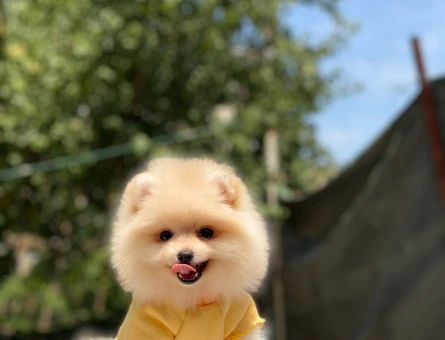 ÇOK ÖZEL AYICIK SURAT POMERANIAN BOO YAVRULARI - 10960