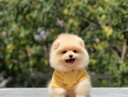 ÇOK ÖZEL AYICIK SURAT POMERANIAN BOO YAVRULARI - 10960 - Görsel 3