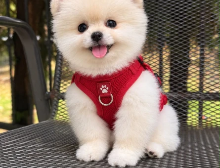 IRKININ EN MÜKEMMELİ POMERANIAN YAVRULARIMIZ - 10962