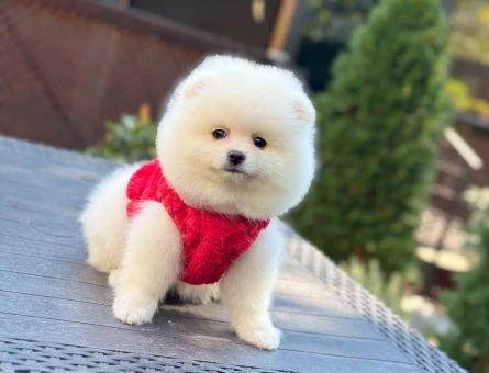 EV ORTAMINDAN KAR BEYAZI 🐾BOO - 11020