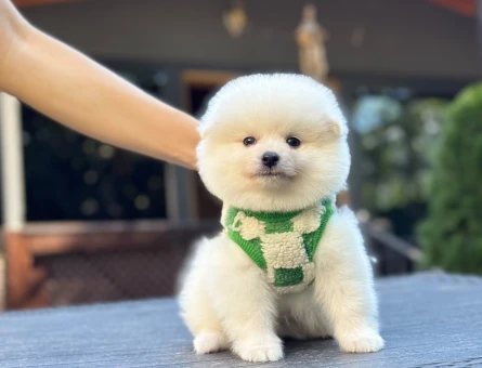 🐾❤️EV ORTAMINDAN BEBEKLER 🐶 - 11031