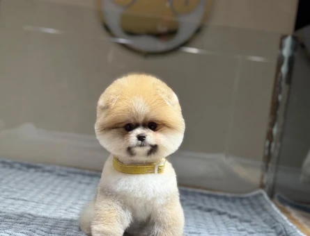 POMERANIAN ÜRETİM ÇİFTLİĞİNDEN - 11102