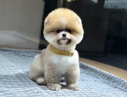 POMERANIAN ÜRETİM ÇİFTLİĞİNDEN - 11102 - Görsel 4