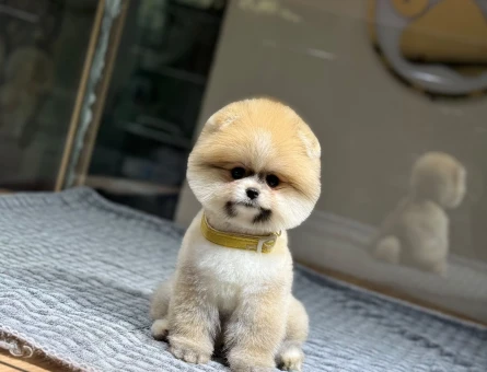 POMERANIAN ÜRETİM ÇİFTLİĞİNDEN - 11102 - Görsel 5