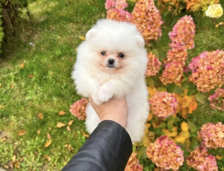 SAFKAN POMERANIAN - 11117