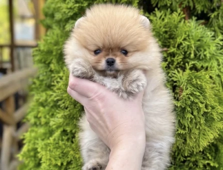 SAFKAN POMERANIAN - 11117 - Görsel 3