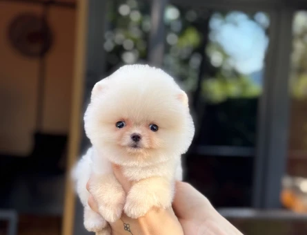 Pomeranian mini erkek yavrumuz - 11156