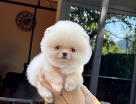 Pomeranian mini erkek yavrumuz - 11156 - Görsel 3