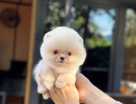 Pomeranian mini erkek yavrumuz - 11156 - Görsel 4