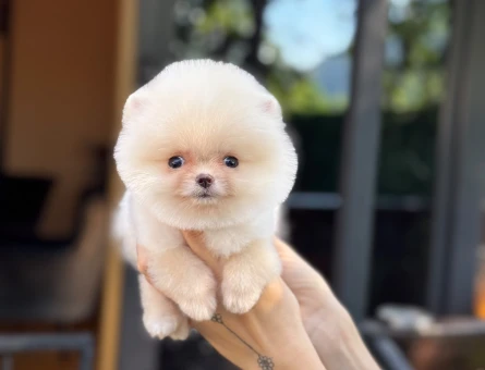 Pomeranian mini erkek yavrumuz - 11156 - Görsel 5