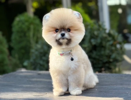 Pomeranian dişi mini ayıcık yavrumuz - 11157