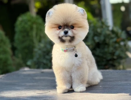 Pomeranian dişi mini ayıcık yavrumuz - 11157 - Görsel 4