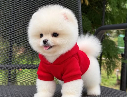 Irkının en seçkin özelliklerini taşıyan yüksek tüy kalitesine sahip - 11166 - Görsel 3