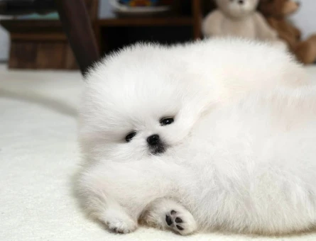 Boo Pomeranian Gerçek Ayiciklar - 11167