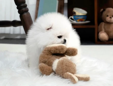 Boo Pomeranian Gerçek Ayiciklar - 11167 - Görsel 3