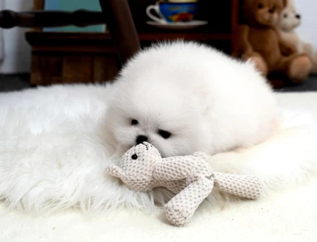 Boo Pomeranian Gerçek Ayiciklar - 11167 - Görsel 4