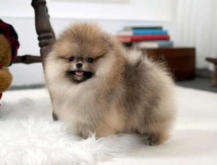 Boo Pomeranian Gerçek Ayiciklar - 11167 - Görsel 5