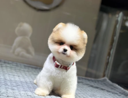 Sevimli Pomeranian Boo Yavrularımız - 11191