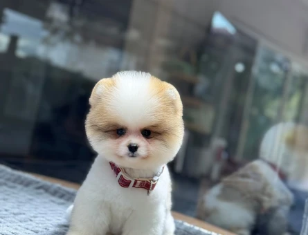 Sevimli Pomeranian Boo Yavrularımız - 11191 - Görsel 3