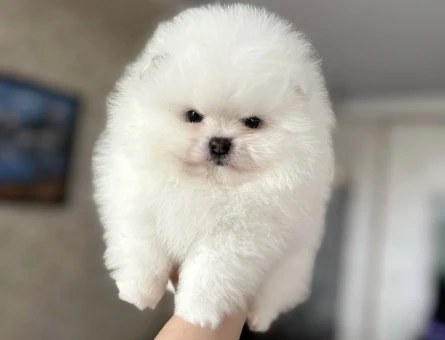 POMERANIAN ÜRETİM ÇİFTLİĞİNDEN - 11219 - Görsel 4