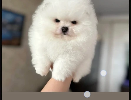 POMERANIAN ÜRETİM ÇİFTLİĞİNDEN - 11219 - Görsel 5
